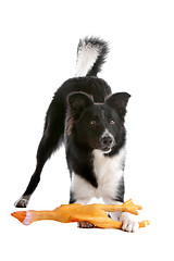 Image showing border collie sheepdog