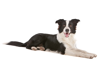 Image showing border collie sheepdog