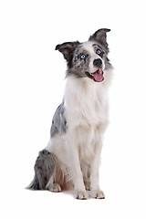 Image showing border collie sheepdog