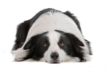 Image showing border collie sheepdog