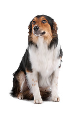 Image showing border collie sheepdog