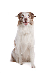 Image showing border collie sheepdog