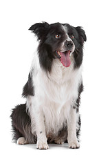 Image showing border collie sheepdog