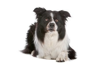 Image showing border collie sheepdog