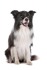 Image showing border collie sheepdog