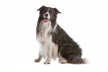 Image showing border collie sheepdog