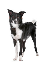 Image showing border collie sheepdog