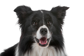 Image showing border collie sheepdog