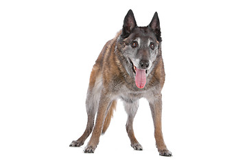 Image showing old and grey Belgian Shepherd