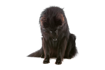 Image showing Groenendaeler or black long haired Belgium shepherd