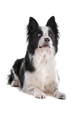 Image showing border collie sheepdog