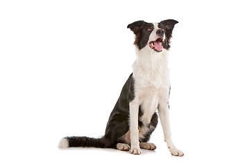 Image showing border collie sheepdog