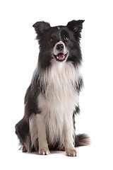 Image showing border collie sheepdog