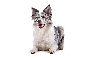 Image showing border collie sheepdog