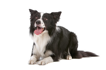 Image showing border collie sheepdog