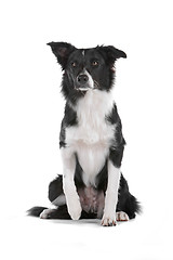 Image showing border collie sheepdog