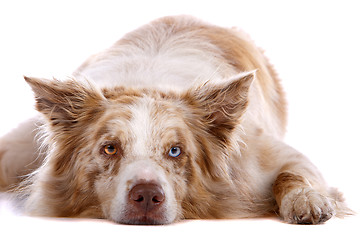 Image showing border collie sheepdog