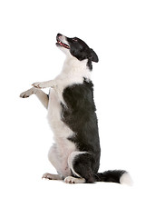 Image showing border collie sheepdog