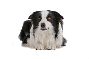 Image showing border collie sheepdog