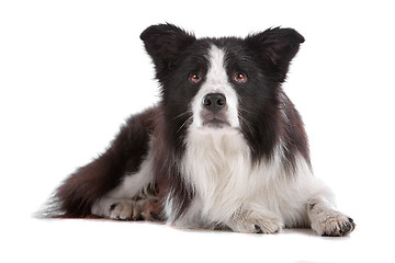 Image showing border collie sheepdog