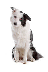 Image showing border collie sheepdog