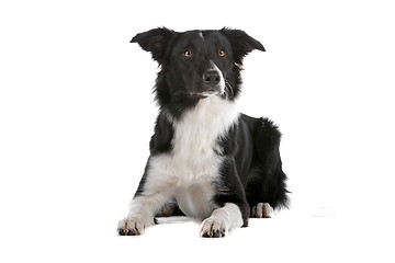 Image showing border collie sheepdog