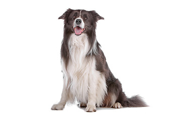 Image showing border collie sheepdog