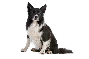 Image showing border collie sheepdog