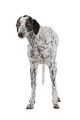 Image showing white Greyhound dog with black spots