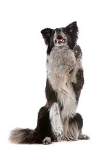 Image showing border collie sheepdog