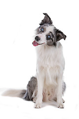 Image showing border collie sheepdog