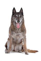 Image showing old and grey Belgian Shepherd