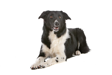 Image showing border collie sheepdog