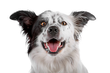 Image showing border collie sheepdog