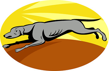 Image showing greyhound dog running