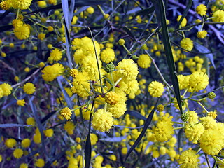 Image showing Blossoming tree