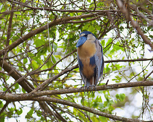 Image showing Boat-billed Heron