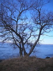 Image showing Tree at the lake