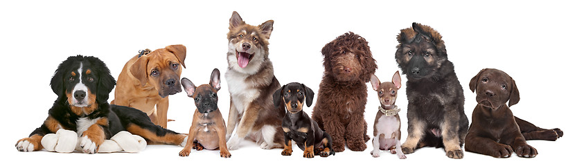 Image showing large group of puppies