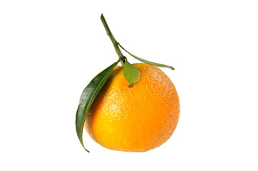 Image showing Tangerine on branch.