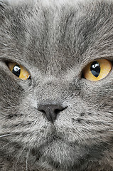 Image showing Closeup photo of a quiet British cat