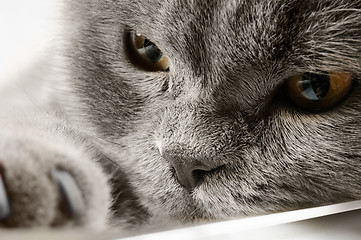 Image showing Closeup photo of a quiet British cat