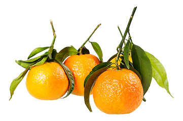 Image showing Tangerine on branch.