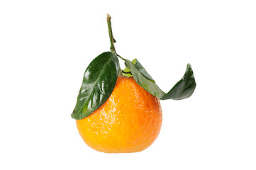 Image showing Tangerine on branch.