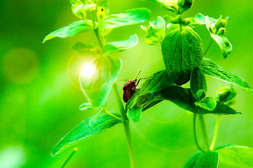 Image showing Bug on a grass