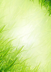 Image showing Background from a grass