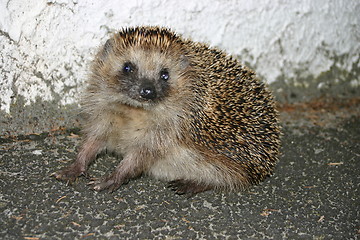 Image showing Hedgehog