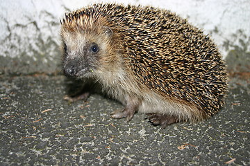 Image showing A hedgehog looking towards the camera