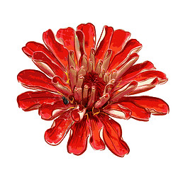 Image showing red flower isolated on the white