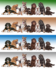 Image showing group of puppies on diverse gradient backgrounds